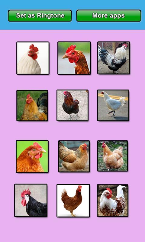 Chicken sounds and Ringtones