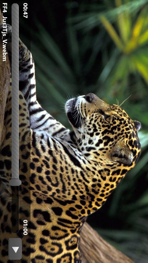 Nucleo Media WebPlayer