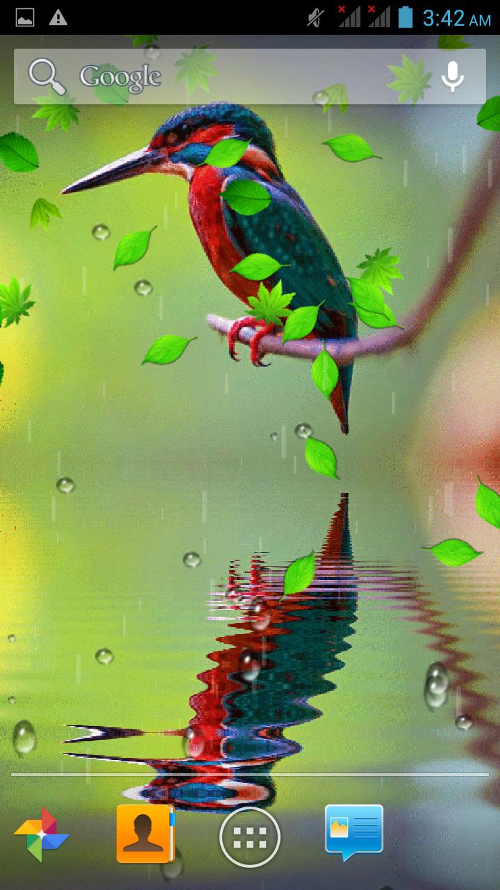 Bird Reflection Live Wallpaper
