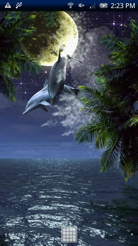 Dolphin-RYUKYU HEALING Free