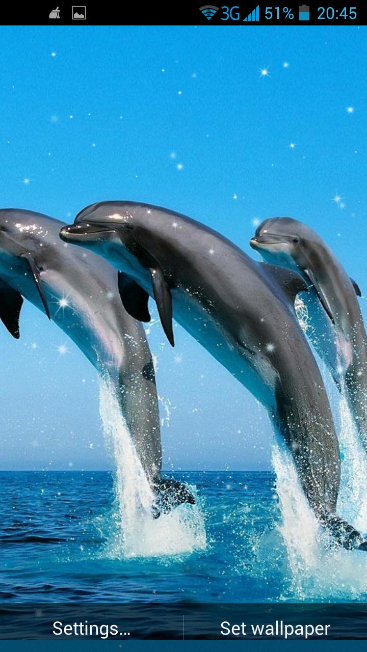 Dolphin 3D Live Wallpaper