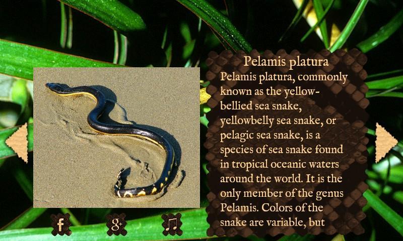 Best Dangerous Snakes