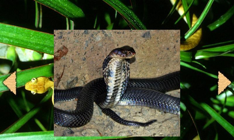 Best Dangerous Snakes