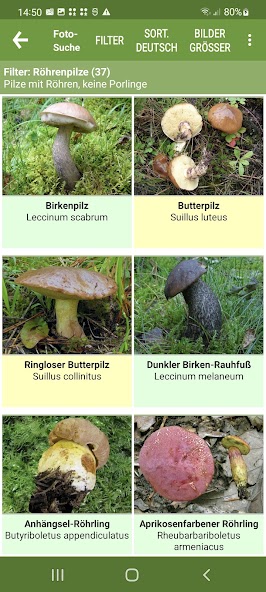 Meine Pilze (Pilzbestimmung)