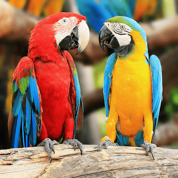 Birds Jigsaw Puzzle Games
