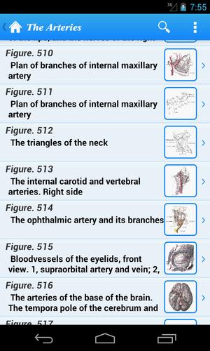 Gray's Anatomy Lite